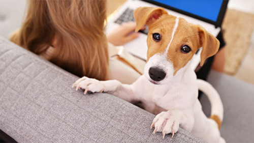 Frau-Laptop-Hund-299201069-AS-Evrymmnt