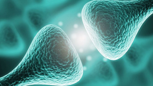 Nervenzellen-220036897-AS-BillionPhotos-com