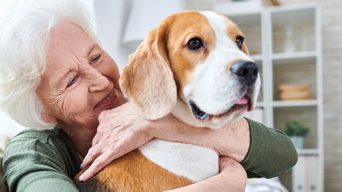 Seniorin-Hund-201912339-AS-Seventyfour