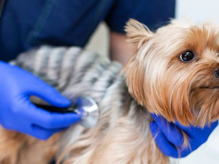 Vet doctor exam dog with phonendoscope. Pet medicine concept. Do