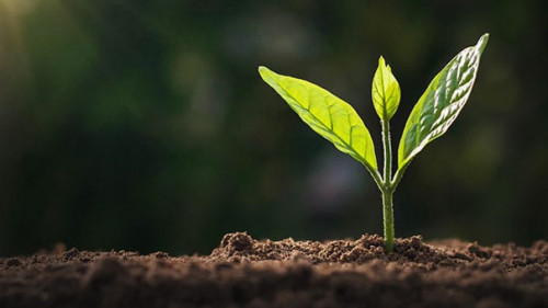 Junger-Trieb-253061342-AS-lovelyday12