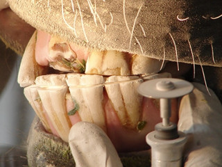 Pferd-Zahnarzt-4582190-AS-HannaSigel