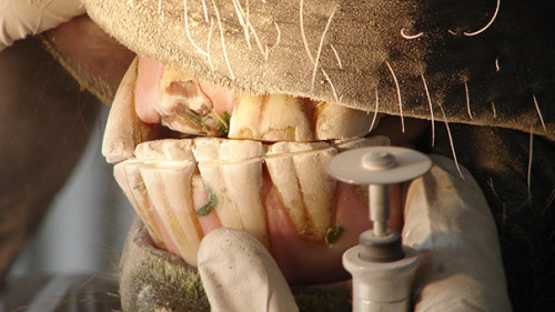 Pferd-Zahnarzt-4582190-AS-HannaSigel