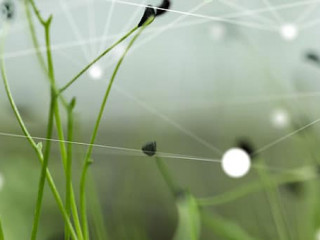 Wiese-Netzwerk-126030239-FO-vegefox-com