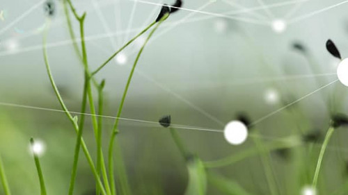 Wiese-Netzwerk-126030239-FO-vegefox-com