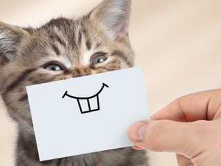 Katze-Laecheln-193384026-FO-Andrey-Kuzmin