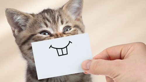 Katze-Laecheln-193384026-FO-Andrey-Kuzmin