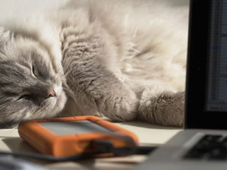 Katze-Laptop-345040950-AS-Chameleon-Pictures