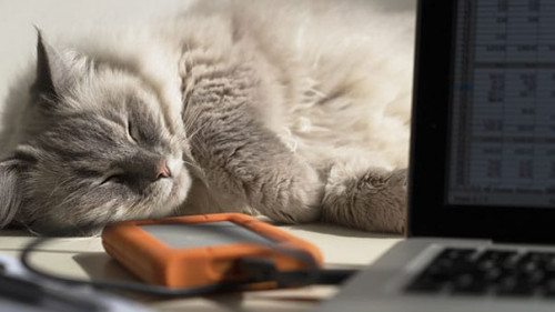 Katze-Laptop-345040950-AS-Chameleon-Pictures