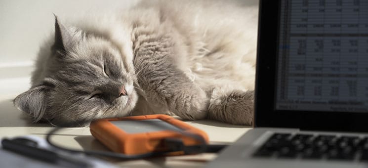 Katze-Laptop-345040950-AS-Chameleon-Pictures