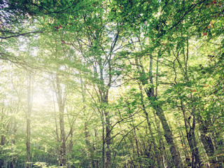 Wald-297924429-AS-alphaspirit