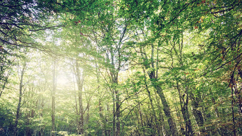 Wald-297924429-AS-alphaspirit