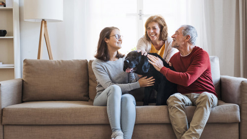 Familie-Hund-Sofa-245323424-AS-Halfpoint