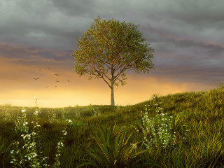 Baum-Wiese-197763938-AS-lassedesignen