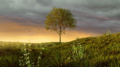 Baum-Wiese-197763938-AS-lassedesignen