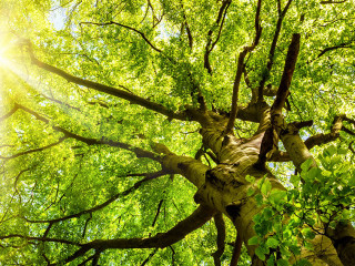 Sonne leuchtet durch alte Buche