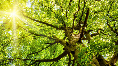 Sonne leuchtet durch alte Buche