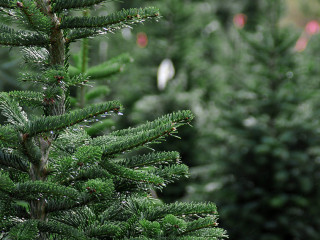 Christmas tree farm