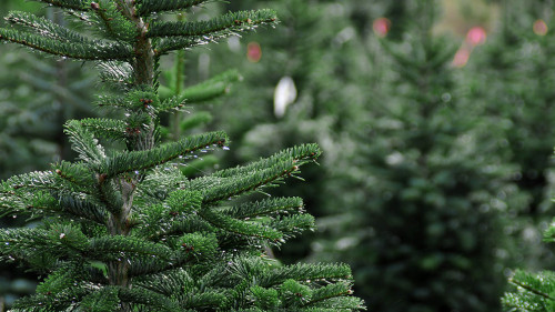 Christmas tree farm