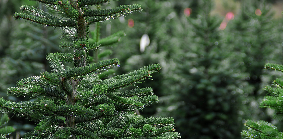 Christmas tree farm