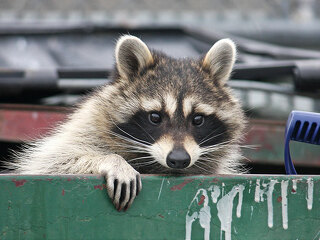 Raccoon