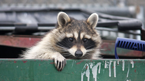 Raccoon