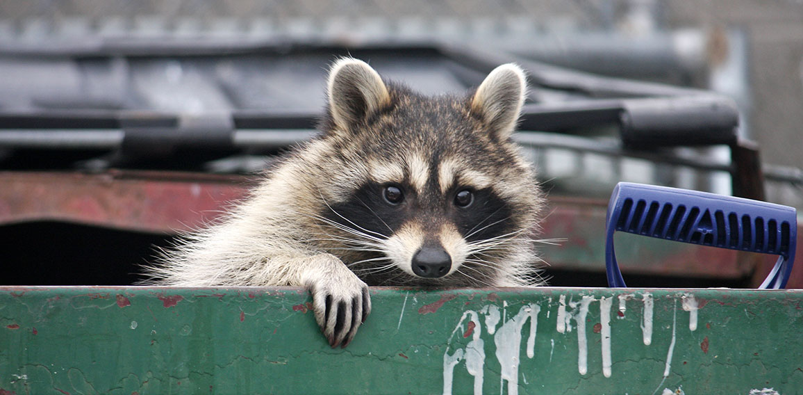 Raccoon