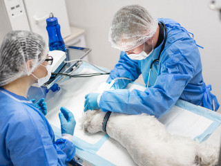Woman in glasses watching professional vet dentist operating dog