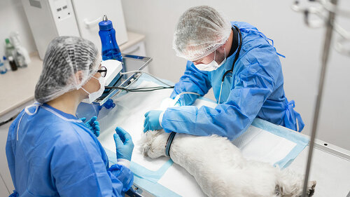 Woman in glasses watching professional vet dentist operating dog