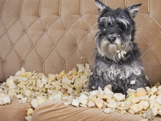 Naughty bad schnauzer puppy dog lies on a couch that she has jus