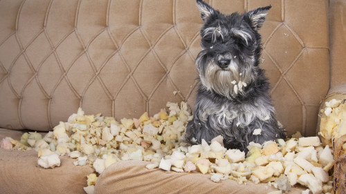 Naughty bad schnauzer puppy dog lies on a couch that she has jus