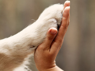 Dog is giving paw to the woman. Dog's paw in human's hand. Domestic pet