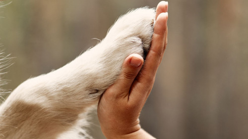 Dog is giving paw to the woman. Dog's paw in human's hand. Domestic pet