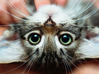 Cute little kitten lying upside-down in its owner's lap enjoying