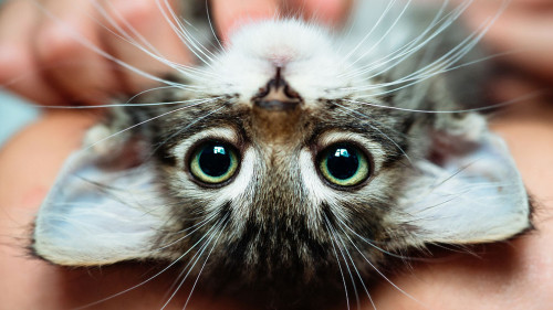 Cute little kitten lying upside-down in its owner's lap enjoying