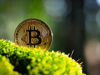 Golden bitcoin coin on lush green moss