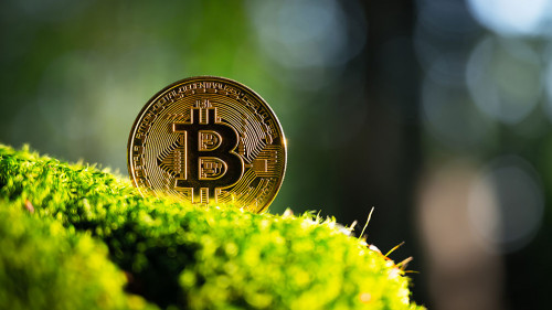 Golden bitcoin coin on lush green moss