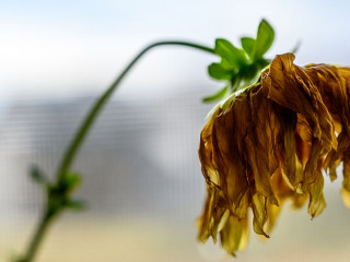 Side view of wilted yellow dahlia with drooping petals
