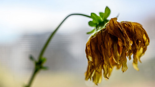 Side view of wilted yellow dahlia with drooping petals