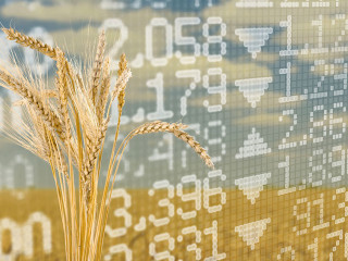 Diagram of rising food prices. Increase in the price of wheat se