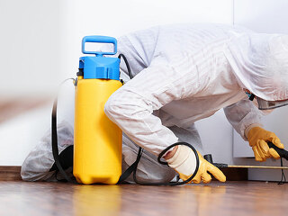Pest controler works in the kitchen