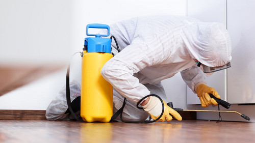 Pest controler works in the kitchen