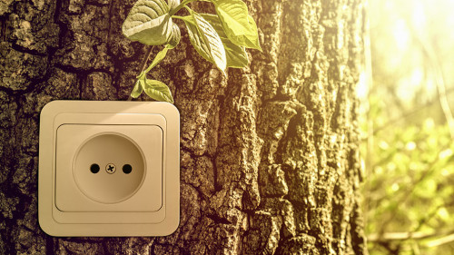 Green energy concept, power socket in tree trunk