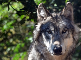 Wolf-3280842-PB-christels