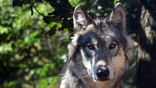 Wolf-3280842-PB-christels