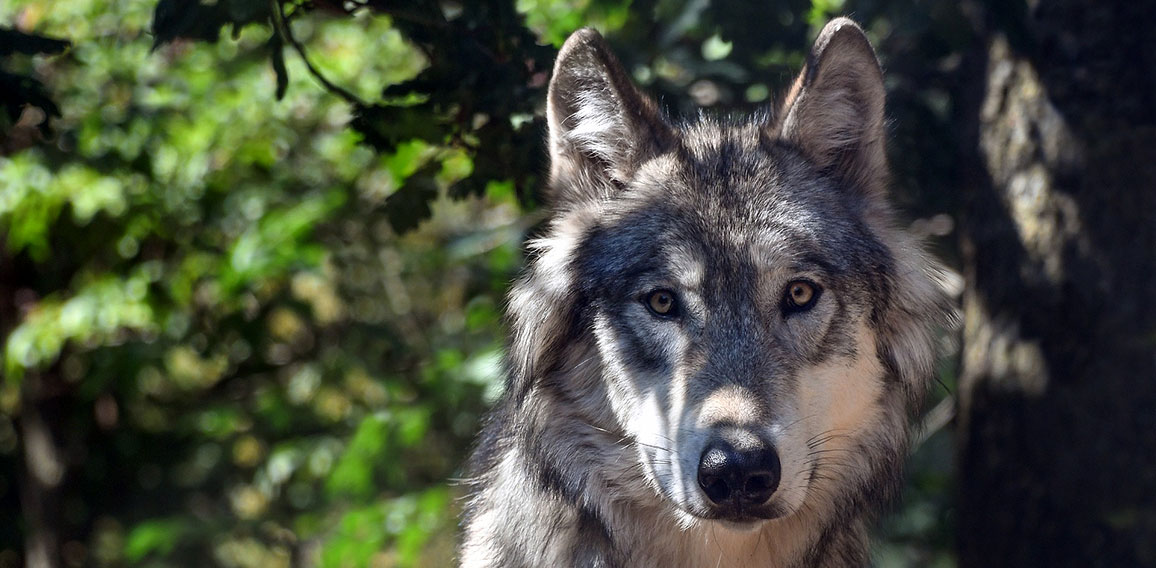 Wolf-3280842-PB-christels