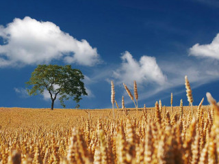 Getreide-Feld-192179-PB-realworkhard