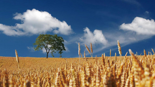 Getreide-Feld-192179-PB-realworkhard