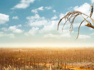 Drought has decimated a crop of corn and left the plants dried o