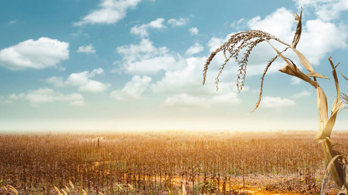 Drought has decimated a crop of corn and left the plants dried o